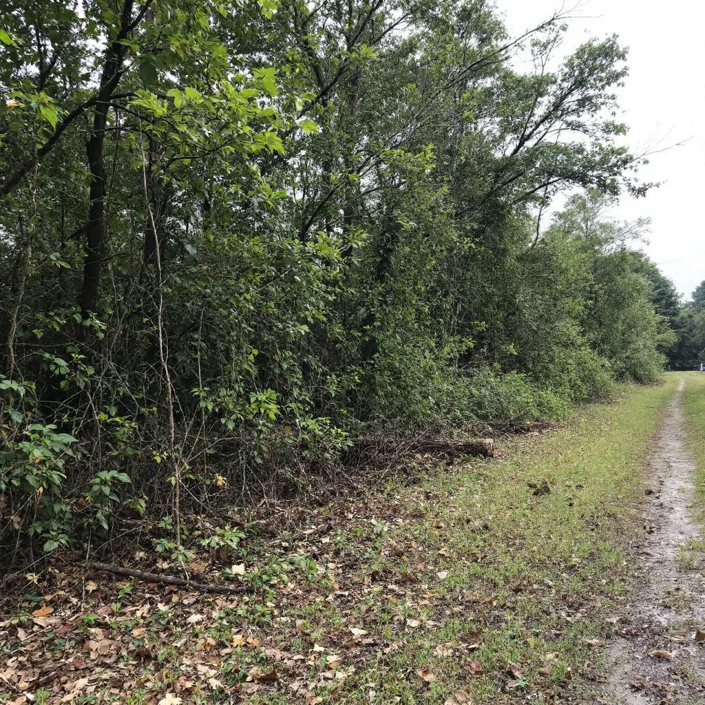 Land Clearing Project - Before